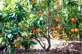 Laranja SanguÃ­nea "Blood Orange"